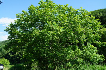 Juglans tree shape