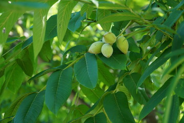 Manchurian walnut fruits