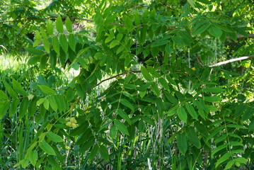 Walnut Tree Branch with Fruits