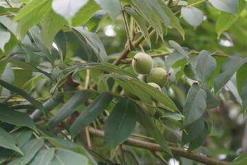 Manchurian Walnut fruit on branch
