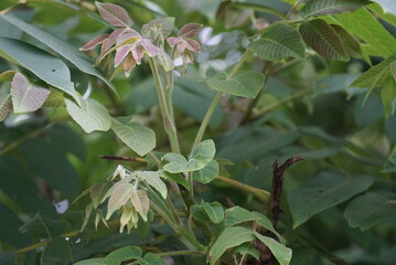 Young leaves and sprouts of Manchurian walnut
