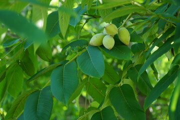 Developing fruits of Manchurian walnut tree