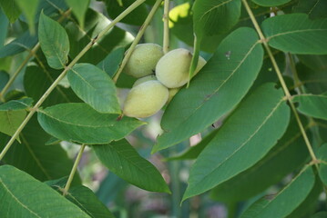 Juglans fruit