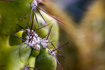Cactus cereus peruvianus monster, on a blurry background with highlights. big thorns.