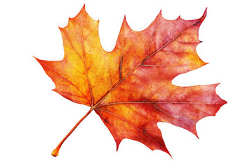 Obraz premium Vibrant autumn maple leaf in red and yellow tones detailed veins fall foliage design element decoration isolated on transparent background