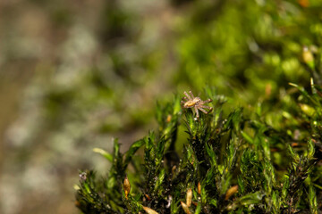 crab spider on the bark of a tree. colorful macro photography. close-up. space for the text. blurred background with highlights. bokeh.