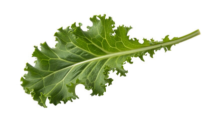 Fresh green kale leaf isolated on black background