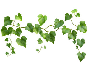vine isolated png