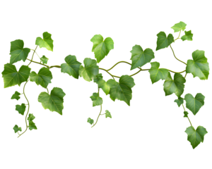vine isolated png
