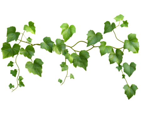 vine isolated png