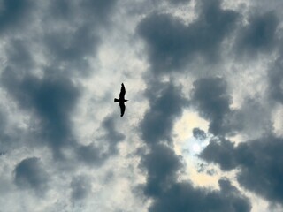 Silhouette of a bird flying through dramatic clouds with the sun shining behind. Atmospheric sky with dark clouds and strong light contrast.