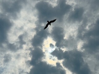 Silhouette of a bird flying through dramatic clouds with the sun shining behind. Atmospheric sky with dark clouds and strong light contrast.