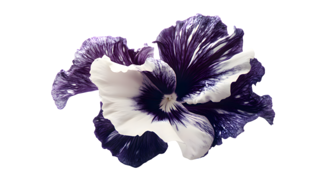 Striking Viola Flower with Deep Purple Veins and White Accents, on a Clean Black Backdrop, Revealing Delicate Floral Details isolated on transparent background