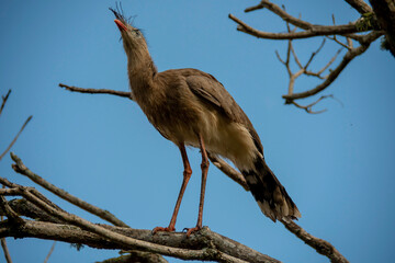 The seriema, a bird typical of the Brazilian savannah, stands out for its long legs, shrill song...