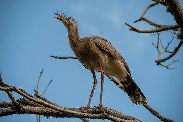 The seriema, a bird typical of the Brazilian savannah, stands out for its long legs, shrill song...
