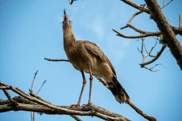 The seriema, a bird typical of the Brazilian savannah, stands out for its long legs, shrill song...