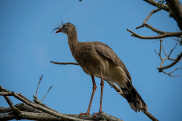 The seriema, a bird typical of the Brazilian savannah, stands out for its long legs, shrill song and elegant gait. An agile hunter, it lives in open fields and loves the sun.