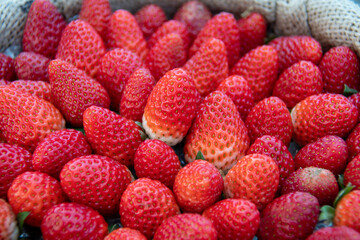 Detail of a harvesting basket full of strawberries. Fresh red fruits on rustic wicker, ready to...