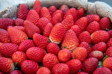 Detail of a harvesting basket full of strawberries. Fresh red fruits on rustic wicker, ready to...