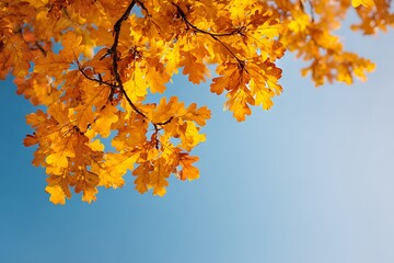 Obraz premium Vibrant Autumn Ginkgo Biloba Leaves Against a Blue Sky, Close-up view of Ginkgo biloba leaves, showcasing their bright yellow hues against a vibrant blue autumn sky.