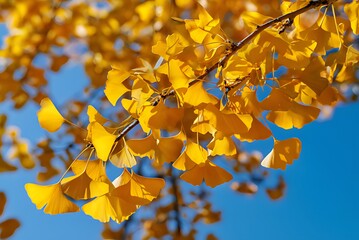 Vibrant Autumn Ginkgo Biloba Leaves Against a Blue Sky, Close-up view of Ginkgo biloba leaves, showcasing their bright yellow hues against a vibrant blue autumn sky.
