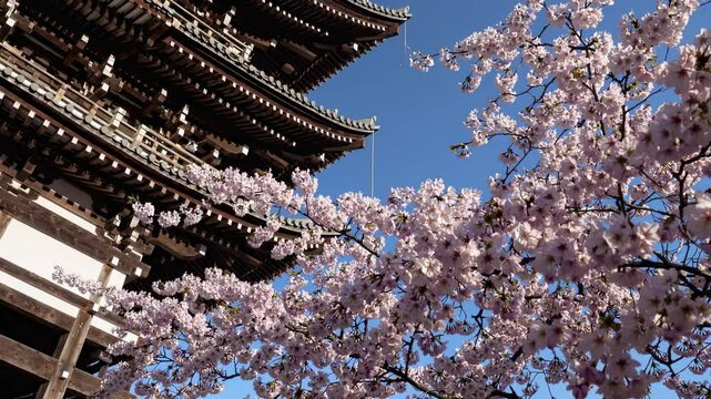 Low-angle video captures cherry blossoms against a traditional pagoda, blending nature and architecture under a clear blue sky. Live desktop wallpaper.