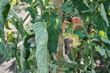 Tomato plant with leaf disease and ripening fruits in garden