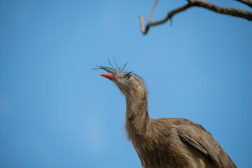 Detail of the seriema bird, typical of the Brazilian savannah, it stands out for its long legs,...