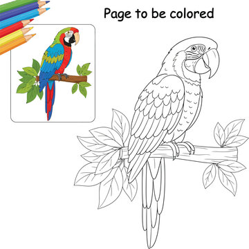 Macaw Coloring Page for Kids vector image and Colored Pencils