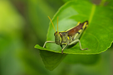 Macro Profile of an Obscure Bird Grasshopper Perched on a Lea