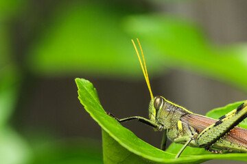 Fototapeta premium Macro Profile of an Obscure Bird Grasshopper Perched on a Lea