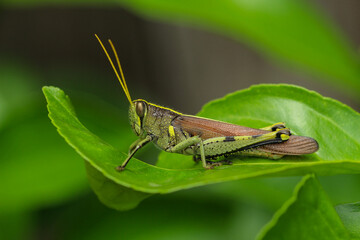Macro Profile of an Obscure Bird Grasshopper Perched on a Lea