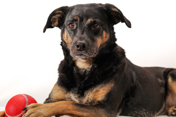 Black and Brown Dog Playing with Red Toy in Studio on White Background