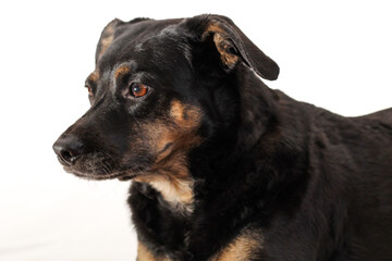 Black and Brown Dog Portrait Isolated on White Background
