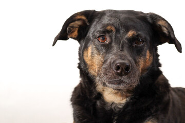 Black and Brown Dog Portrait Isolated on White Background
