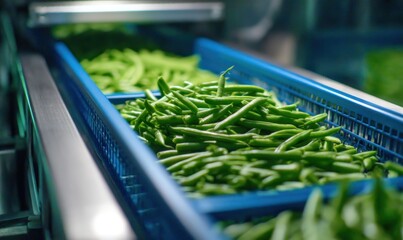 Close up of green beans in blue plastic containers on a conveyor belt in a processing facility