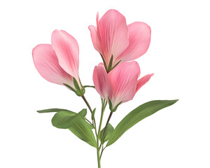 Obraz premium pink flowers isolated png