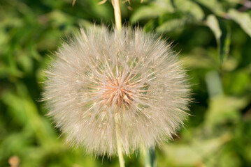 yellow salsify, Tragopogon dubius seedhead closeup selective focus