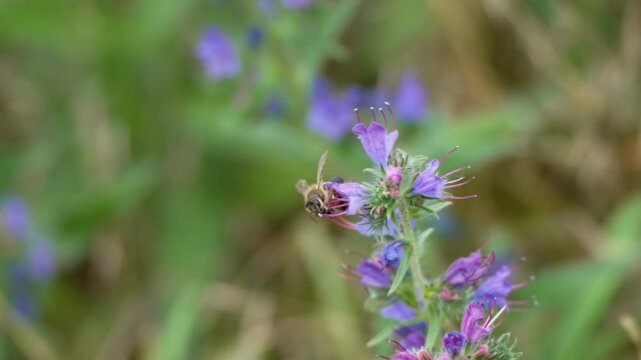 A bumblebee flies to a purple flower and collects nectar. The scene shows a close-up of a pollination process.