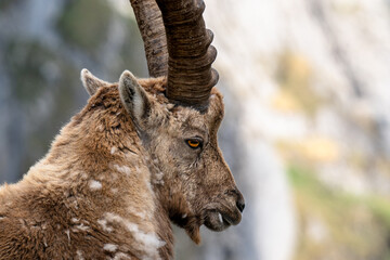 Wildtiere in freier Wildbahn – Steinböcke