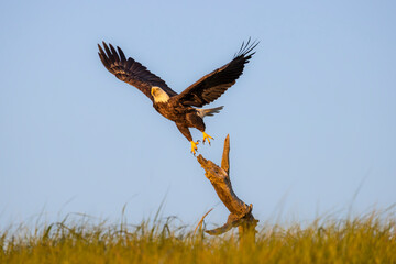 Bald Eagle Launching from Driftwood Perch at Golden Hour
