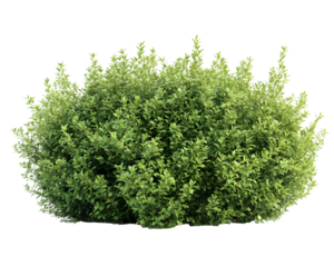 bushes isolated png