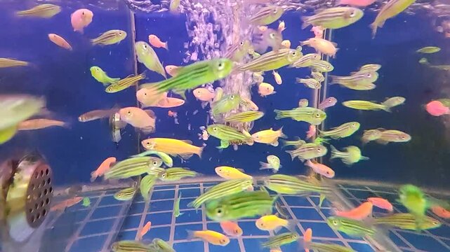 A group of Zebrafish swimming