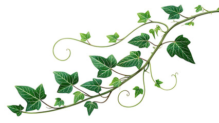 Ivy vine with green leaves isolated on transparent background