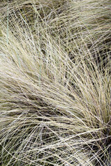 Real photo hand taken dry natural grass tree earthy tones neutral nature rural abstract background