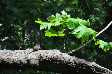 Tranquil Pause: Bird Among Whispering Leaves