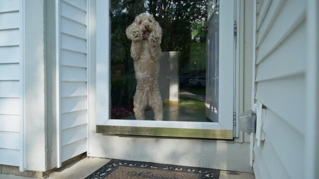 Goldendoodle Dog Looking Out Glass Door