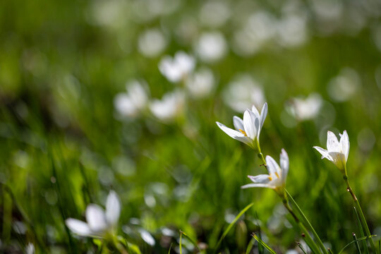 White rain lily flowers or zephyranthes bulb during spring season in forest ground