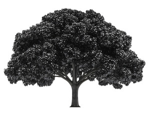 Fototapeta premium tree silhouette isolated png