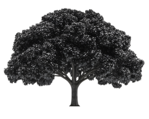 tree silhouette isolated png